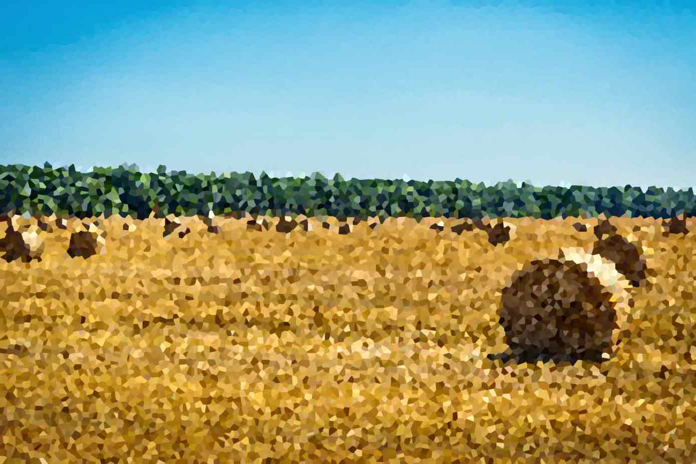 The Role of Government Policies in Environmental Protection